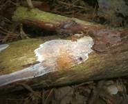 Opalfarbige Wachskruste, Foto 11