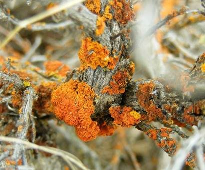 Orange Becherflechte, Foto 2