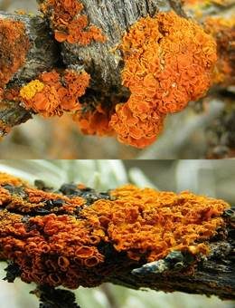Orange Becherflechte, Foto 4