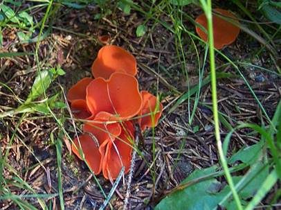 Orangebecherling, Foto 2