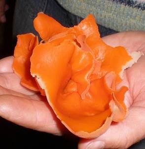 Orangebecherling, Foto 3