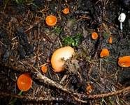 Orangebecherling, Foto 14