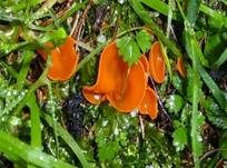 Orangebecherling, Foto 16