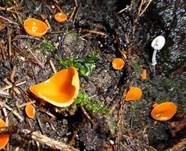 Orangebecherling, Foto 20