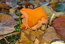 Orangebecherling, Foto 21