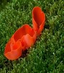 Orangebecherling, Foto 24