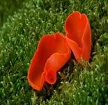 Orangebecherling, Foto 25