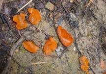 Orangebecherling, Foto 26