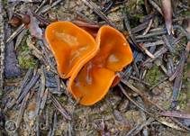 Orangebecherling, Foto 27