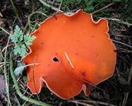 Orangebecherling, Foto 28