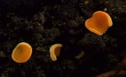 Orangebecherling, Foto 31