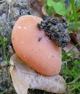 Orangebecherling, Foto 5