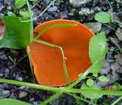 Orangebecherling, Foto 32