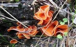 Orangebecherling, Foto 33