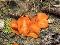 Orangebecherling, Foto 35