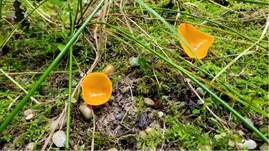 Orangebecherling, Foto 36