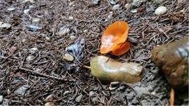 Orangebecherling, Foto 38