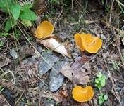 Orangebecherling, Foto 7