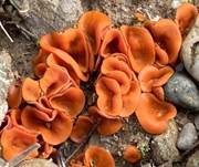 Orangebecherling, Foto 54