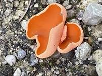 Orangebecherling, Foto 55