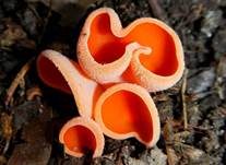 Orangebecherling, Foto 10