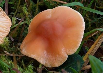 Orange-Ellerling, Foto 3