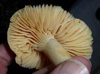 Orange-Ellerling, Foto 13