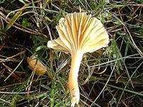 Orange-Ellerling, Foto 15