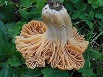 Orange-Ellerling, Foto 8