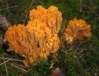 Orangefarbene Gebirgskoralle, Foto 12