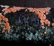 Orangefarbene Mehlscheibe, Foto 16