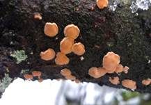 Orangefarbene Mehlscheibe, Foto 6