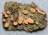 Orangefarbene Mehlscheibe, Foto 7