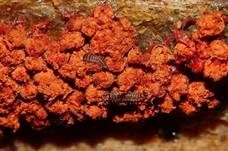 Orangefarbiger Haarstäubling, Foto 21