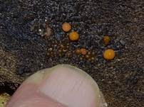 Orangefarbiger Haarstäubling, Foto 23