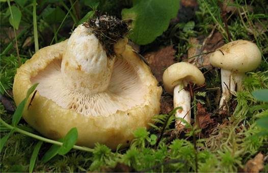 Blassgelber Zotten-Milchling, Foto 2