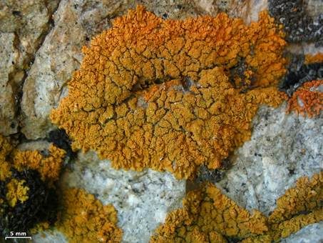 Orangegelbe Blattflechte, Foto 2