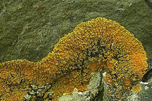 Orangegelbe Blattflechte, Foto 3
