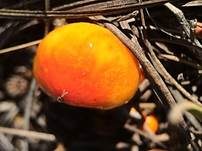 Orangegelber Lärchenschneckling, Foto 13