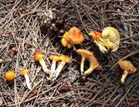 Orangegelber Lärchenschneckling, Foto 6