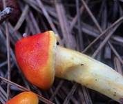 Orangegelber Lärchenschneckling, Foto 11
