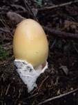 Orangegelber Scheidenstreifling, Foto 38