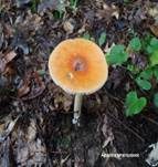 Orangegelber Scheidenstreifling, Foto 39