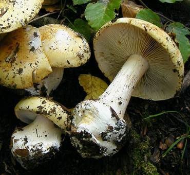 Orangenduft-Klumpfuß, Foto 2