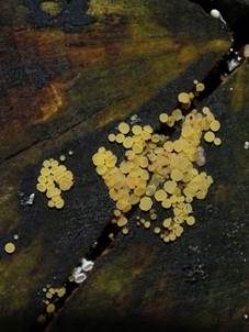 Blassgelber Reisigbecherling, Foto 4