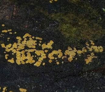 Blassgelber Reisigbecherling, Foto 5