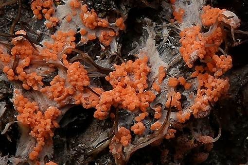 Oranger Rosarindenpilz, Foto 2