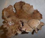 Orangeroter Braunsporstacheling, Foto 4