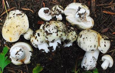 Blassgelber Täubling, Foto 3