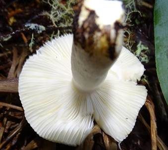 Blassgelber Täubling, Foto 5
